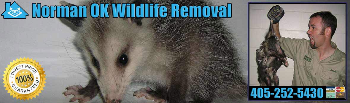 Norman Wildlife and Animal Removal